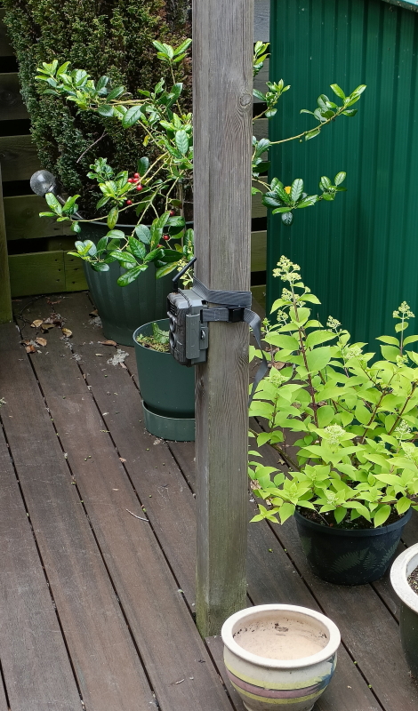 Trail camera strapped to post